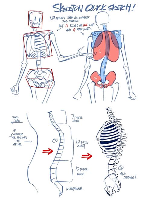 Pin By Edzy Ro On Muscul Anatom Human Anatomy Drawing Skeleton