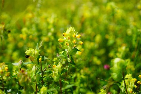 1920x1080 Wallpaper Yellow And Green Petal Flower Peakpx