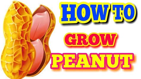 How To Grow Peanutsgrowing Peanutpeanut Are Growing Youtube