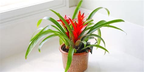 How To Grow And Care For A Bromeliad Plant