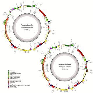 Analysis Of Repeated Sequences In Five Stemonaceae Chloroplast Genomes