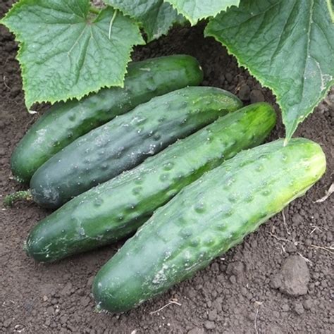 Marketmore 76 Cucumber Seeds 858 · Turtle Tree Seed Initiative