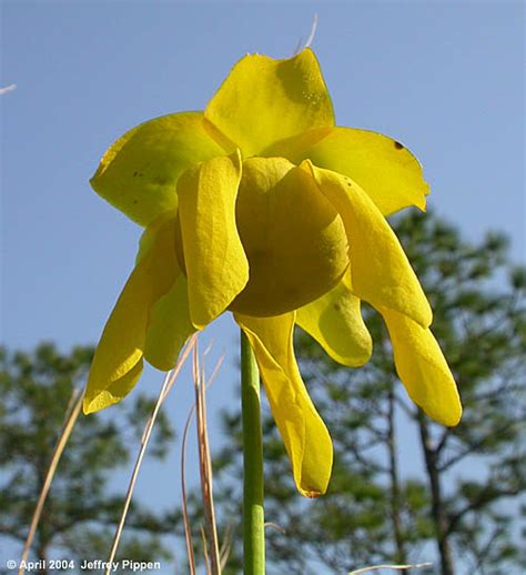 Carnivorous Plants Of North Carolina