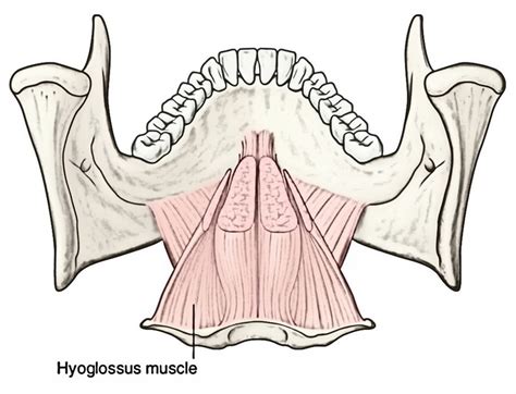 Easy Notes On 【Muscles of the Submandibular Region】