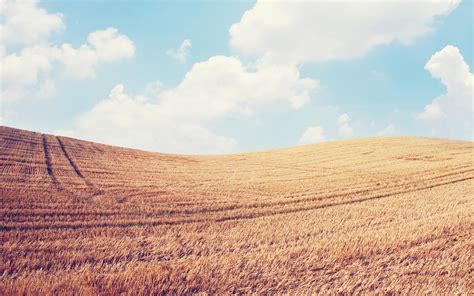 Wallpaper Landscape Hill Sky Field Clouds Horizon Wheat