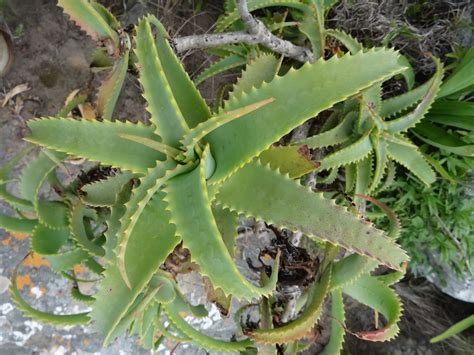 African Plants A Photo Guide Aloe Arborescens Mill