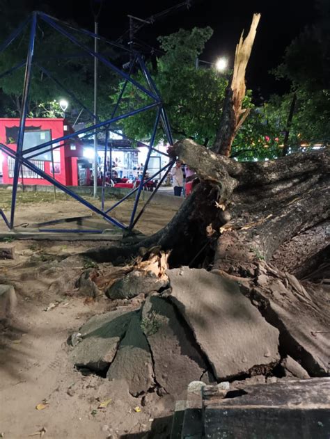 Árbol se desplomó en parque de La Dorada Caldas y lesionó a 9 personas