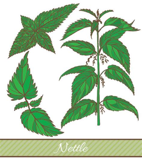 Nettle Salad Illustrations Royalty Free Vector Graphics And Clip Art