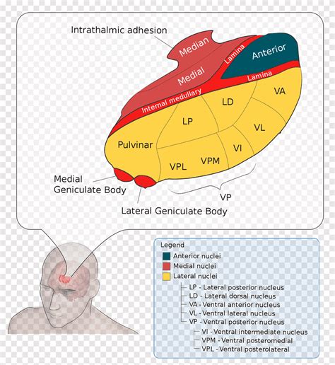 Geniculate Body