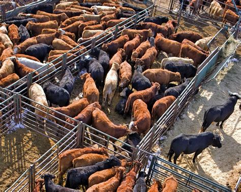 What Is The Livestock Industry