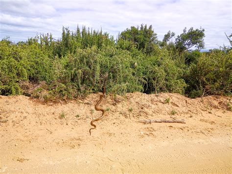 Cobra Swallows Entire Snake In Road