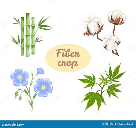 Fiber Crops Set. Linen Flower, Hemp, Cotton and Bamboo. Vector ...