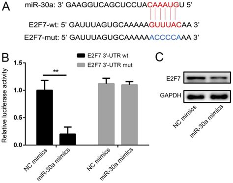 Microrna A Suppresses Papillary Thyroid Cancer Cell Proliferation