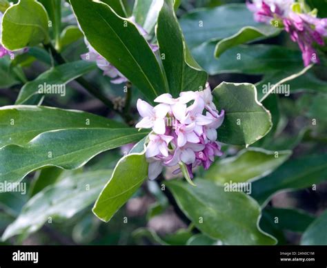 Daphne Odora Hi Res Stock Photography And Images Alamy