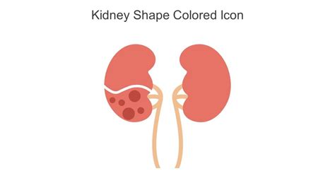 Kidney Shape Colored Icon In Powerpoint Pptx Png And Editable Eps