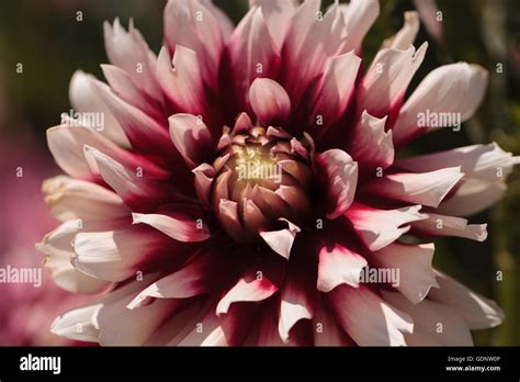 Pink And White Dahlia Flower Is Found In Mexico And Is The National