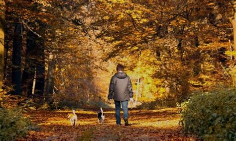 Combien de fois par jour faut il promener son chien la réponse