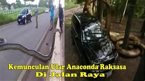 Kemunculan ULar Anaconda Besar Di Jalan Raya Membuat Lalu Lintas