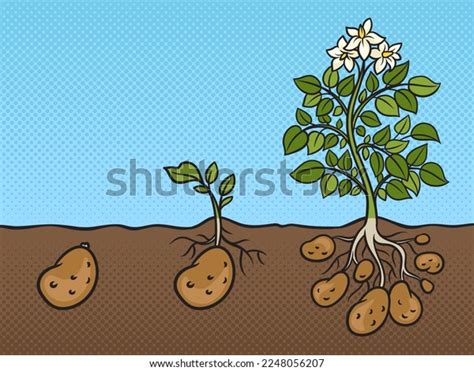 Three Stages Growth Potato Plant Pinup Stock Vector Royalty Free