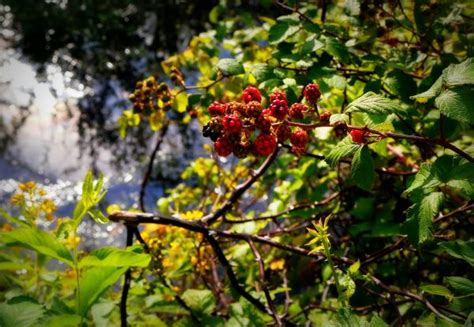 Free Images Tree Nature Branch Blossom Fruit Berry Leaf Flower