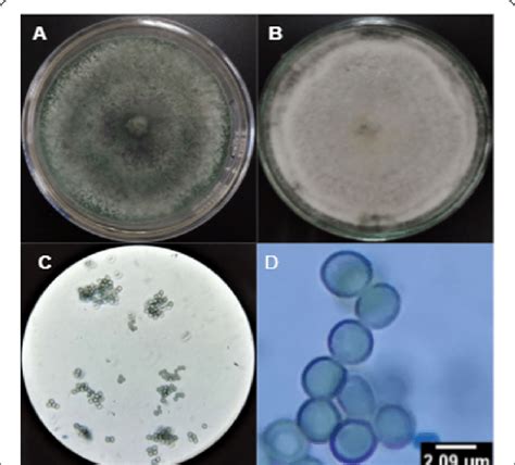 Phenotypic Characteristics Of Trichoderma Asperellum Rmck A