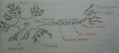 Bagian Neuron Dan Fungsinya Brain