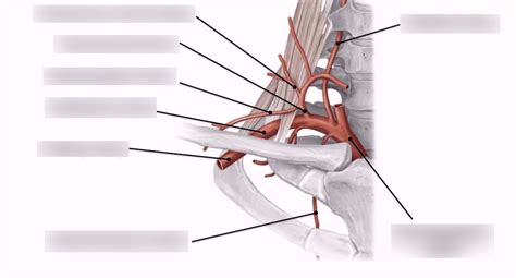 Subclavian Artery Origin And Branches Diagram Quizlet