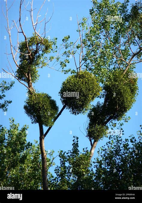 Mistletoes Hi Res Stock Photography And Images Alamy