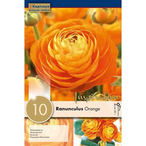 Ranunculus Orange Persian Buttercup Summer Flowering Bulbs