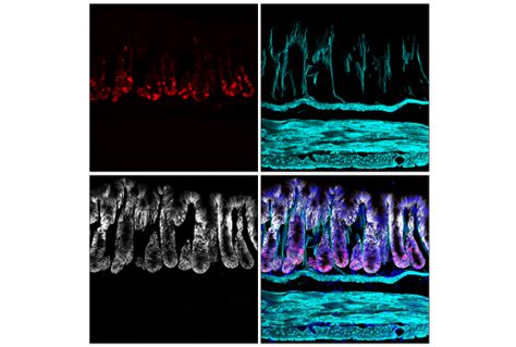 Ki D B Rabbit Mab Alexa Fluor Conjugate Cell Signaling