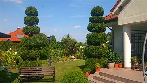 Pruning Emerald Green Arborvitae,Przycinanie tui szmaragd (Thuja ...