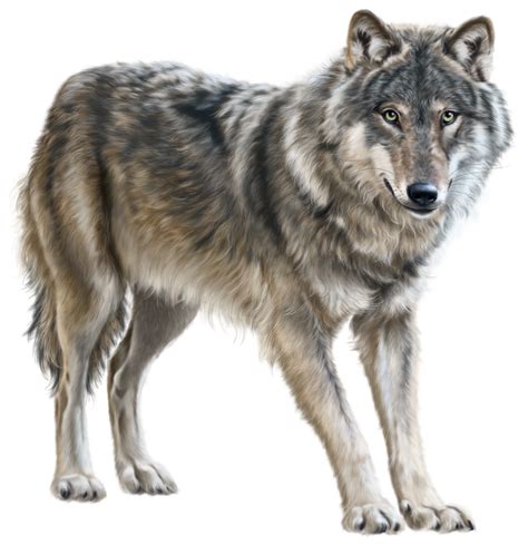 Wolf Png Transparent Wolf Png Images Pluspng