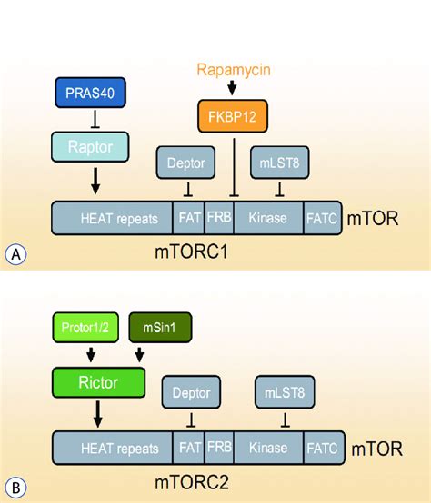 MTORC1 And MTORC2 A The Components Of MTORC1 And Respective Binding