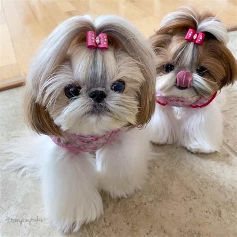 Los Shih Tzu Duermen Mucho