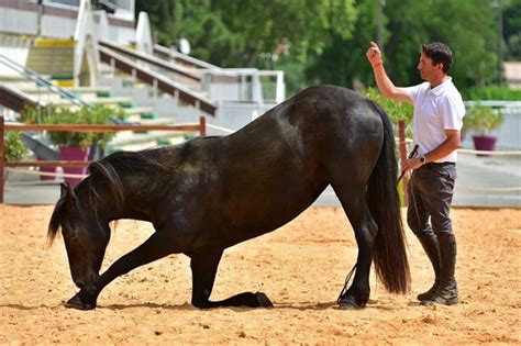 Dressage De Votre Cheval Caumont En Ari Ge Alegria