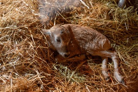 Incredibly rare birth wows zoo guests - Marwell Zoo