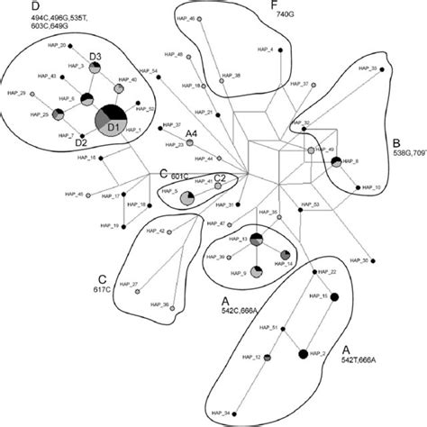 Median Joining Network Relating The Mitochondrial Dna D Loop Sequences