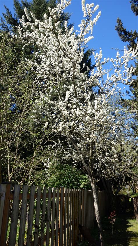 Plum Tree Blossoms Free Stock Photo - Public Domain Pictures