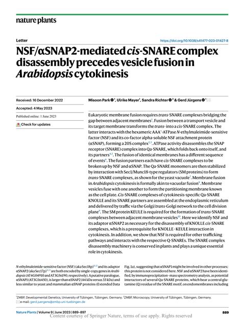 Nsf Snap Mediated Cis Snare Complex Disassembly Precedes Vesicle