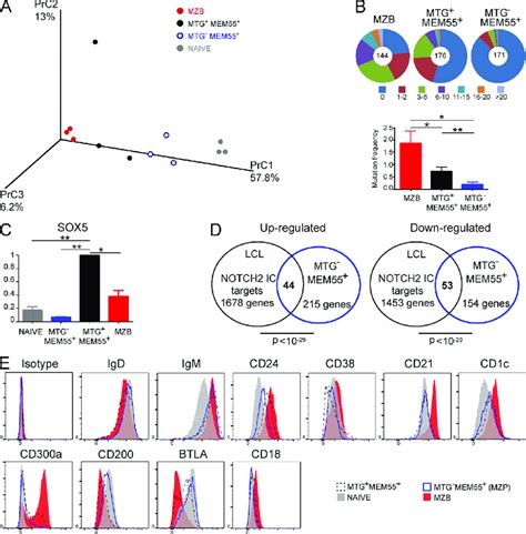 The Mtg Mem Subset Represents An Early Mzp Cell Stage Before Ig