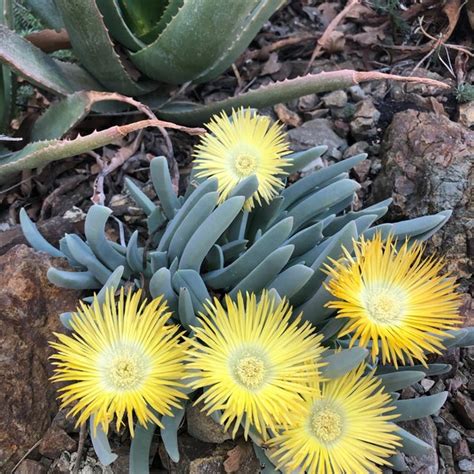 Ruth Bancroft Garden Garden