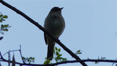 Common Nightingale | MarkEisingBirding