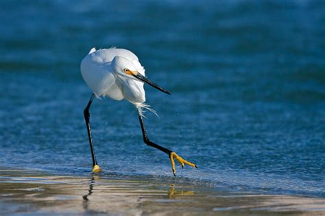 Snowy Egret Facts And Fresh Lovely Photos 2013 Beautiful And