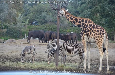 Nubische Giraffe Giraffa Camelopardalis Camelopardalis Nubian