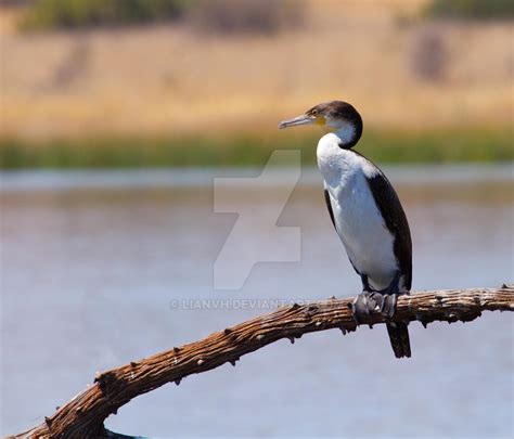 Cormorant By Lianvh On Deviantart