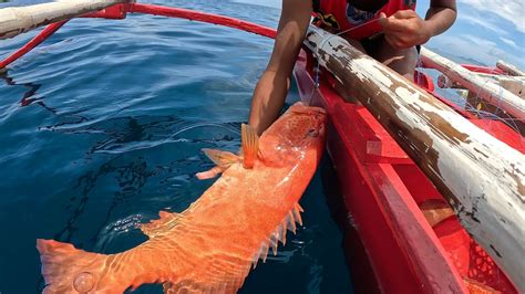 Ganitong Klaseng Isda Kayang Bumohay Ng Isang Pamilya Catch And Sell