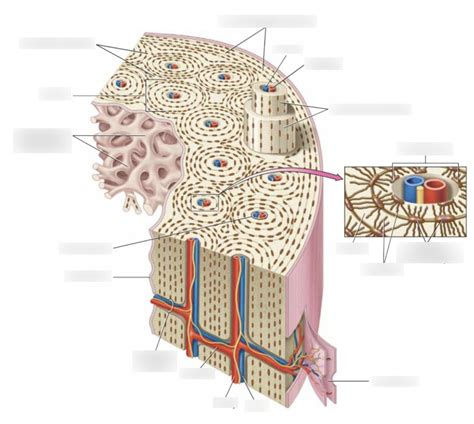 Human Anatomy & Physiology - Bone Histology Diagram | Quizlet