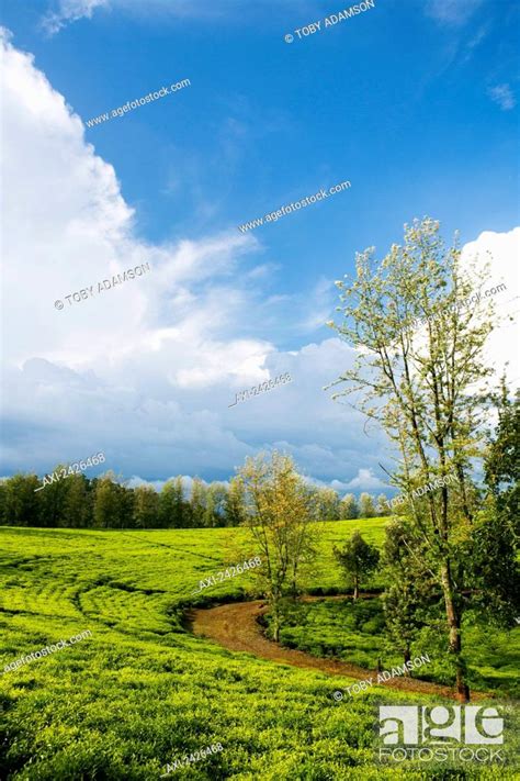 Tea plantation in the Western highlands; Ethiopia, Stock Photo, Picture ...