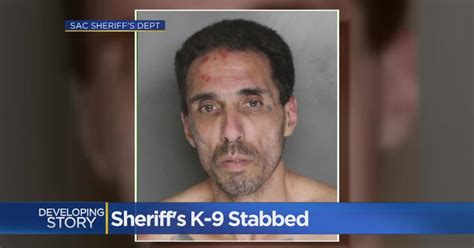 Sacramento Sheriffs K 9 Stabbed By Wanted Sex Offender Cbs Sacramento