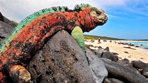 El turismo en Galápagos empieza a recuperarse Tres60 Travel